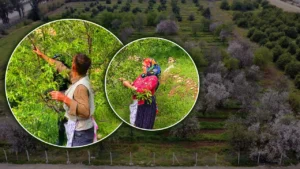 kilogrami 150 tl baharin ilk meyvesinin hasadi basladi 1778956 20260323094416