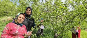 kilogrami 150 tl baharin ilk meyvesinin hasadi basladi 1778956 202603230944 20260323094416 2