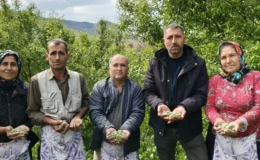 Baharın ilk meyvesi çağla Mersin’de hasat edilmeye başlandı