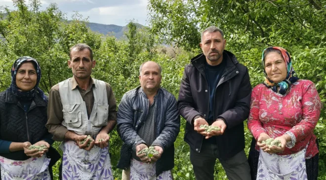 Baharın ilk meyvesi çağla Mersin’de hasat edilmeye başlandı