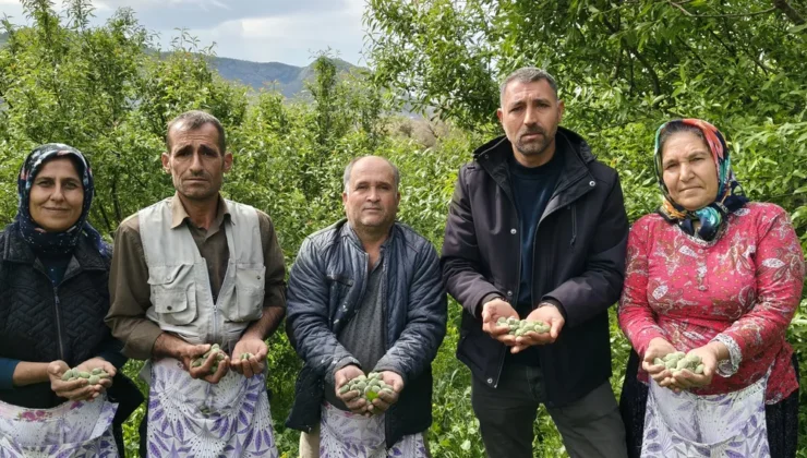 Baharın ilk meyvesi çağla Mersin’de hasat edilmeye başlandı