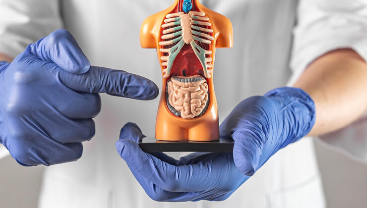 Erken teşhis hayat kurtarır: Kolorektal kanserde tarama kritik öneme sahip