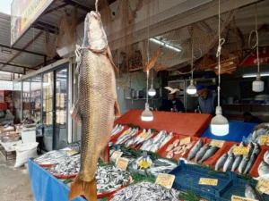 malatyada yakalandi 42 kiloluk balik buyuk ilgi gordu 1777729 20260317111751