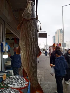 malatyada yakalandi 42 kiloluk balik buyuk ilgi gordu 1777729 202603171117 20260317111751 2