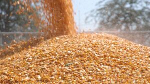 Su petrolden daha değerli olacak! Korkutan "Gıda Krizi" uyarısı 4 misir 2379802