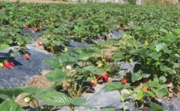 Ticaret Bakanlığı’ndan çiftçiye müjde: Gübrede ithalat vergisi sıfırlandı!