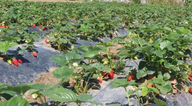 Ticaret Bakanlığı’ndan çiftçiye müjde: Gübrede ithalat vergisi sıfırlandı!