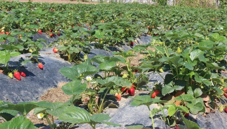 Ticaret Bakanlığı’ndan çiftçiye müjde: Gübrede ithalat vergisi sıfırlandı!