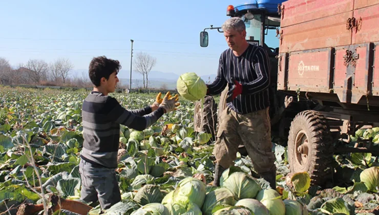 Tarlada 8 lira olan beyaz lahana market raflarında 100 liraya kadar çıktı