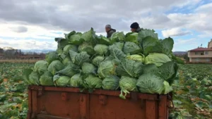 tarlada curuyor pazarda cep yakiyor tarimda carpici tablo 1779291 photogallery 20260324190329 4