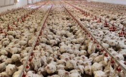 Tavuk eti üretiminde artış