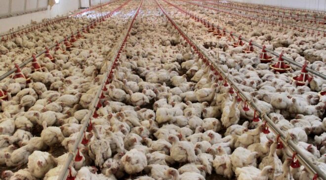 Tavuk eti üretiminde artış
