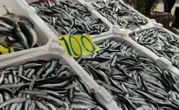 Tezgahlarda hamsi bereketi yaşanıyor