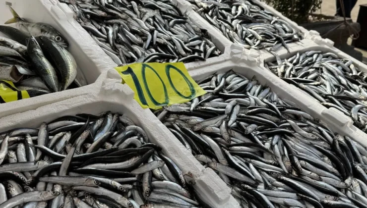 Tezgahlarda hamsi bereketi yaşanıyor