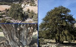 Karaman’da bin 931 yıllık dev ardıç ağacı zamana meydan okuyor