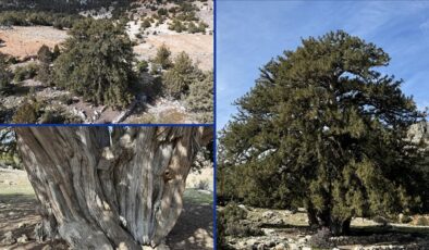 Karaman’da bin 931 yıllık dev ardıç ağacı zamana meydan okuyor