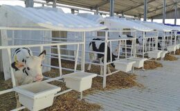 Polonya’ya buzağı kulübesi ihracatı başladı