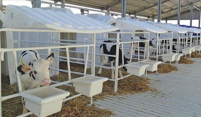 Polonya’ya buzağı kulübesi ihracatı başladı