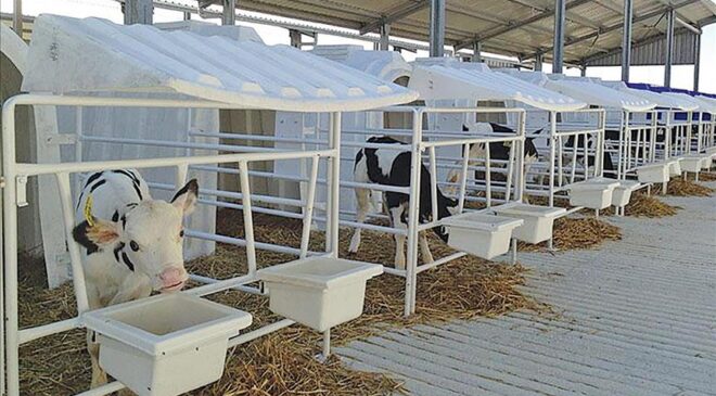 Polonya’ya buzağı kulübesi ihracatı başladı