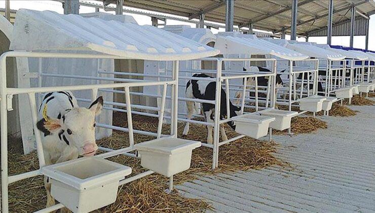 Polonya’ya buzağı kulübesi ihracatı başladı