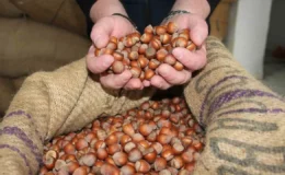 TMO’dan fındık spekülasyonuna son: Kavrulmuş ürünün fiyatı belli oldu