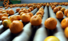 Yaş meyve sebze ihracatı hızlı başladı