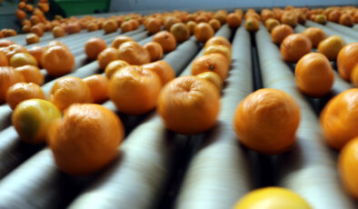 Yaş meyve sebze ihracatı hızlı başladı