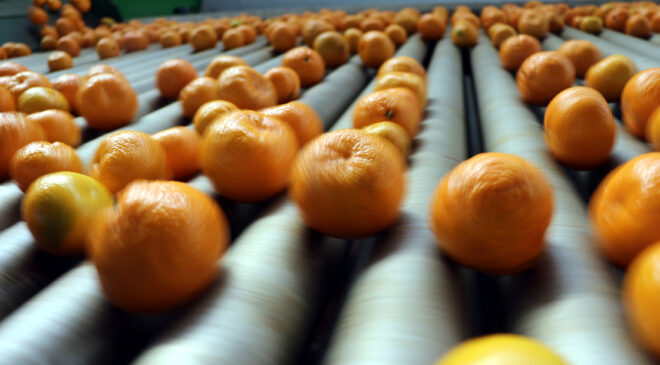 Yaş meyve sebze ihracatı hızlı başladı