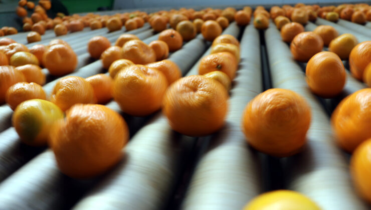 Yaş meyve sebze ihracatı hızlı başladı