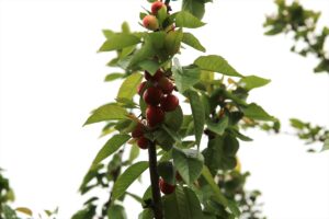 4c8596400e9de183a435f93a66f74a3a