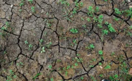 Avrupa’nın göbeğinde omega blokajı Almanya kuraklık pençesinde