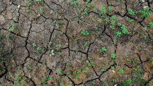 Avrupa’nın göbeğinde omega blokajı Almanya kuraklık pençesinde