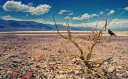 Almanya’da susuzluk rekoru kapıda