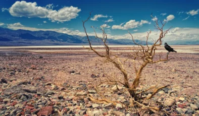Almanya’da susuzluk rekoru kapıda
