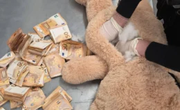 Almanya’da bir kargo merkezindeki oyuncak ayının içinden 50 bin euroluk servet çıktı