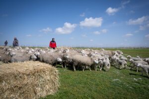 Küçükbaş hayvancılığa dev destek: Yıllık 180 bin lira ödeme yapılacak 3 9589b3f110e5541452768ca406d42304