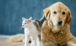 Turizmde “Evcil hayvan” ekonomisi