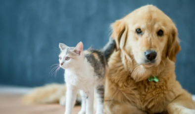 Turizmde “Evcil hayvan” ekonomisi