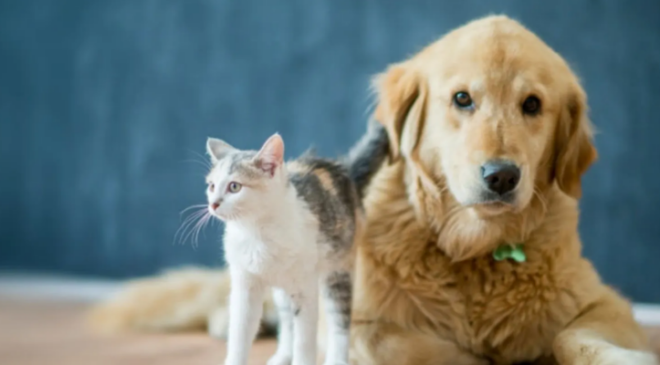 Turizmde “Evcil hayvan” ekonomisi