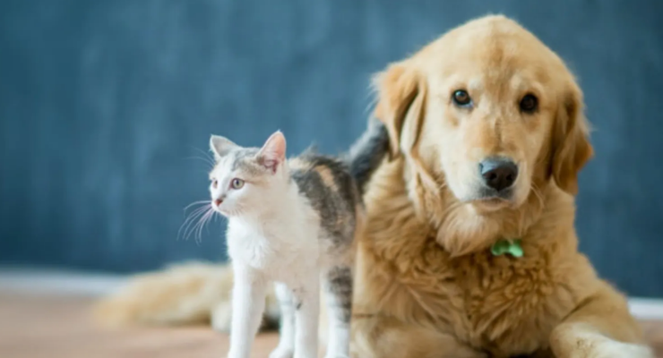 Turizmde “Evcil hayvan” ekonomisi