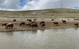 Besiciler 120 bin lira ücretle çalışacak çoban bulamıyor