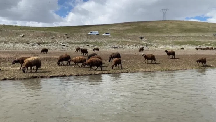Besiciler 120 bin lira ücretle çalışacak çoban bulamıyor