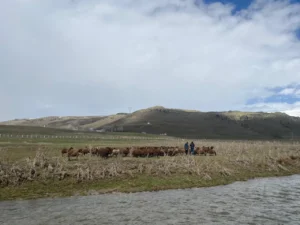 besiciler dertli 120 bin lira maasla calisacak coban bulunamiyor 1782139 202604061245 20260406124518 2