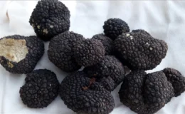 İtalya’dan Türkiye’ye geldi: Kilosunu 18 bin 500 TL’ye ihraç ediyor