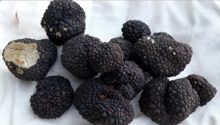 İtalya’dan Türkiye’ye geldi: Kilosunu 18 bin 500 TL’ye ihraç ediyor