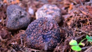 bu is icin italyadan turkiyeye geldi kilosunu 18500 tlden avrupaya ihrac ediyor 1784665 202604171204 20260417120450 3