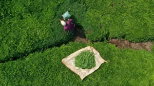 caykurda isciler icin kadro mujdesi iste basvuru sartlari 1781594 202604032001 20260403200126 3