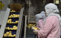 Gıda sektöründe verimlilik ve dönüşüm dönemi