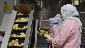 Gıda sektöründe verimlilik ve dönüşüm dönemi