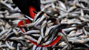 hamsi edirne aa 1980730